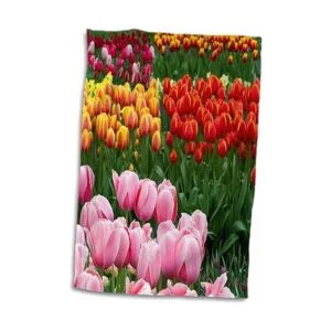 3dRose Danita Delimont Flor Tulipanes en Keukenhof_3