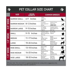 Dancing Bears buckledown NegroMulti Color de plástico_3