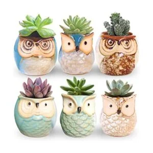 ROSE CREATE pequeñas macetas de 2.5 6.35 cm en forma