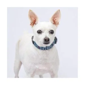 Country Brook Petz Collar de perro con anclajes de lujo_5