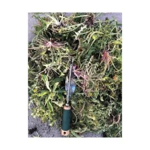 Edward Tools Herramienta de deshierbe base de metal que_2