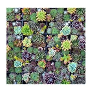 Edward Tools Juego de herramientas de jardín de hadas_3