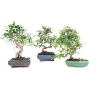 Edward Tools Juego de herramientas de jardín de hadas_4