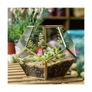 Terrario geométrico de vidrio en dodecaedro y pentágono_2