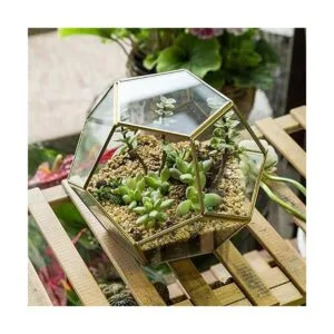 Terrario geométrico de vidrio en dodecaedro y pentágono_3