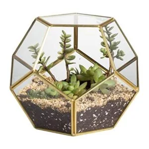 Terrario geométrico de vidrio en dodecaedro y pentágono_1