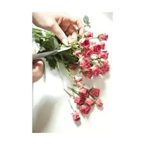 Edward Tools Juego de tijeras para podar 2 tijeras_2