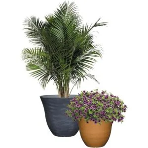 Macetero de madreselva para jardín o patio_6
