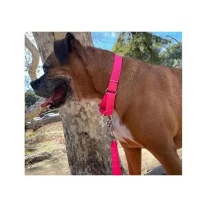 Country Brook Petz Martingale Collar para perro de nailon_3