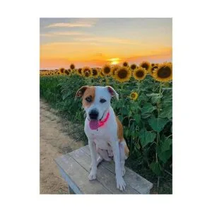 Country Brook Petz Martingale Collar para perro de nailon_2