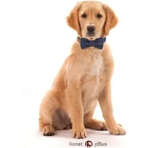Collar ajustable Lionet con forma de pajarita para gatos y_4