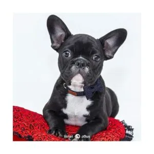 Collar ajustable Lionet con forma de pajarita para gatos y_5