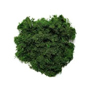 Byher 92926 Musgo de bosque verde fresco 8 onzas 200_3