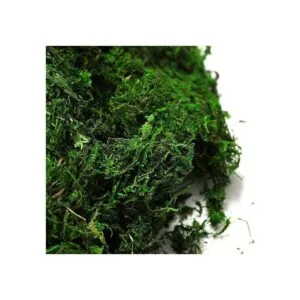 Byher 92926 Musgo de bosque verde fresco 8 onzas 200_2