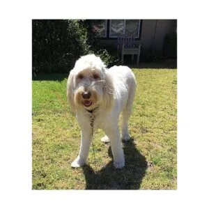 Cable de amarre para perros de 20 pies para perros chapado_7