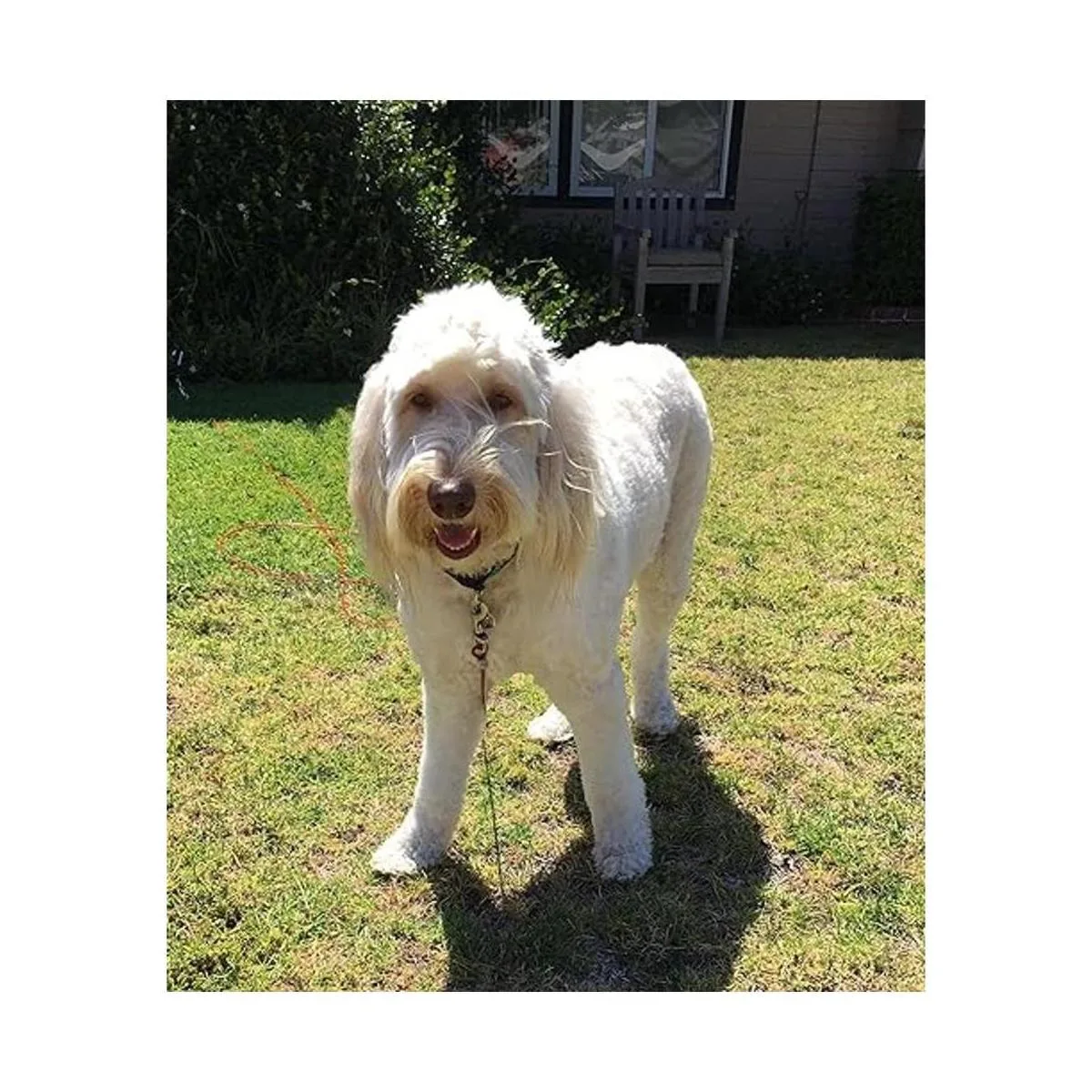 Cable de amarre para perros de 20 pies para perros chapado_7