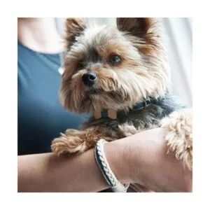 Pettsie Collar de perro a juego con pajarita y pulsera de_5