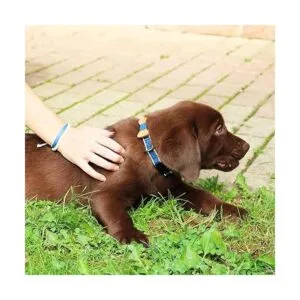 Pettsie Collar de perro a juego con pajarita y pulsera de_6