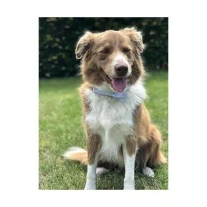 Corbatín para mascotas perros o gatos suave y cómodo_4