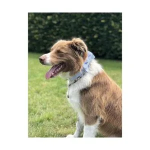 Corbatín para mascotas perros o gatos suave y cómodo_5