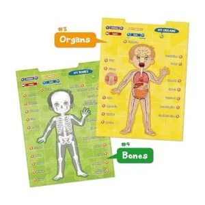BEST LEARNING iPoster My Body Sistema educativo_6