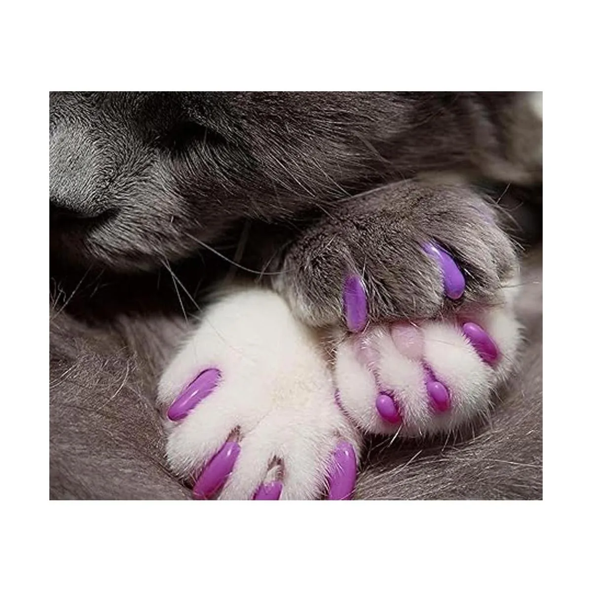 Kitty Caps Tapas de uñas para gatos Cubiertas de garra_3