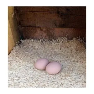 Pollo Nesting Huevos de cerámica Marrón Dummy Huevos_3