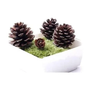 Paquete a granel de piñas naturales paquete de 24_4