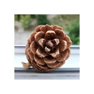 Paquete a granel de piñas naturales paquete de 24_2