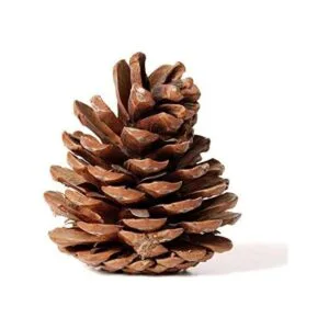 Paquete a granel de piñas naturales paquete de 24_6