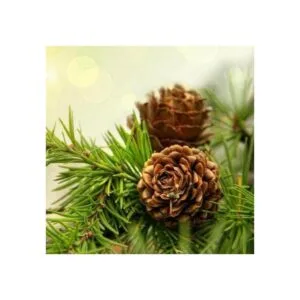 Paquete a granel de piñas naturales paquete de 24_7