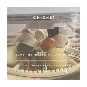 Manna Pro Harris Farms Nurture Right Incubadora_2