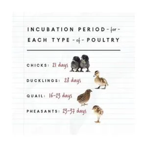 Manna Pro Harris Farms Nurture Right Incubadora_3