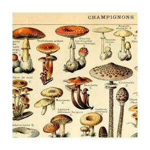 Meishe Art Póster vintage con estampado de hongos_2