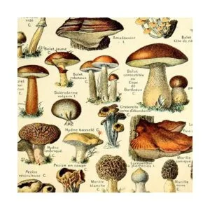 Meishe Art Póster vintage con estampado de hongos_5