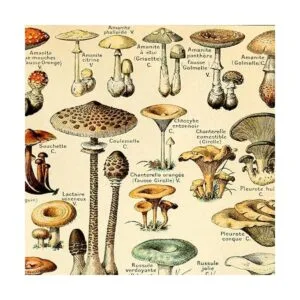 Meishe Art Póster vintage con estampado de hongos_3