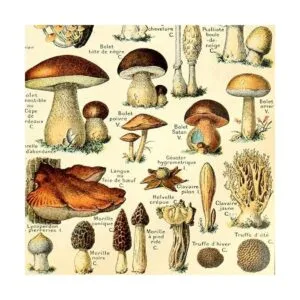 Meishe Art Póster vintage con estampado de hongos_6