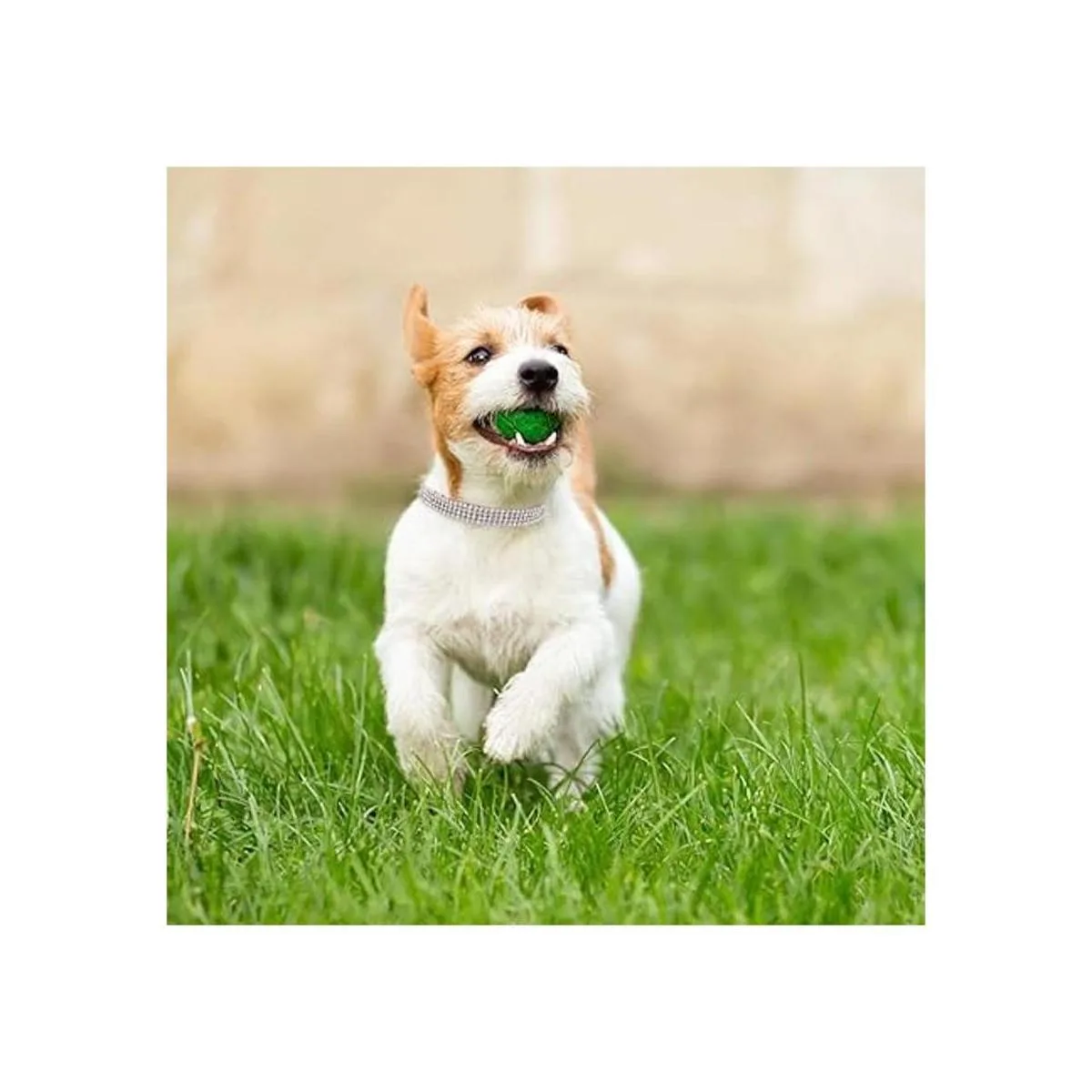 PUPTECK Collar básico ajustable para gatos con diamantes_7