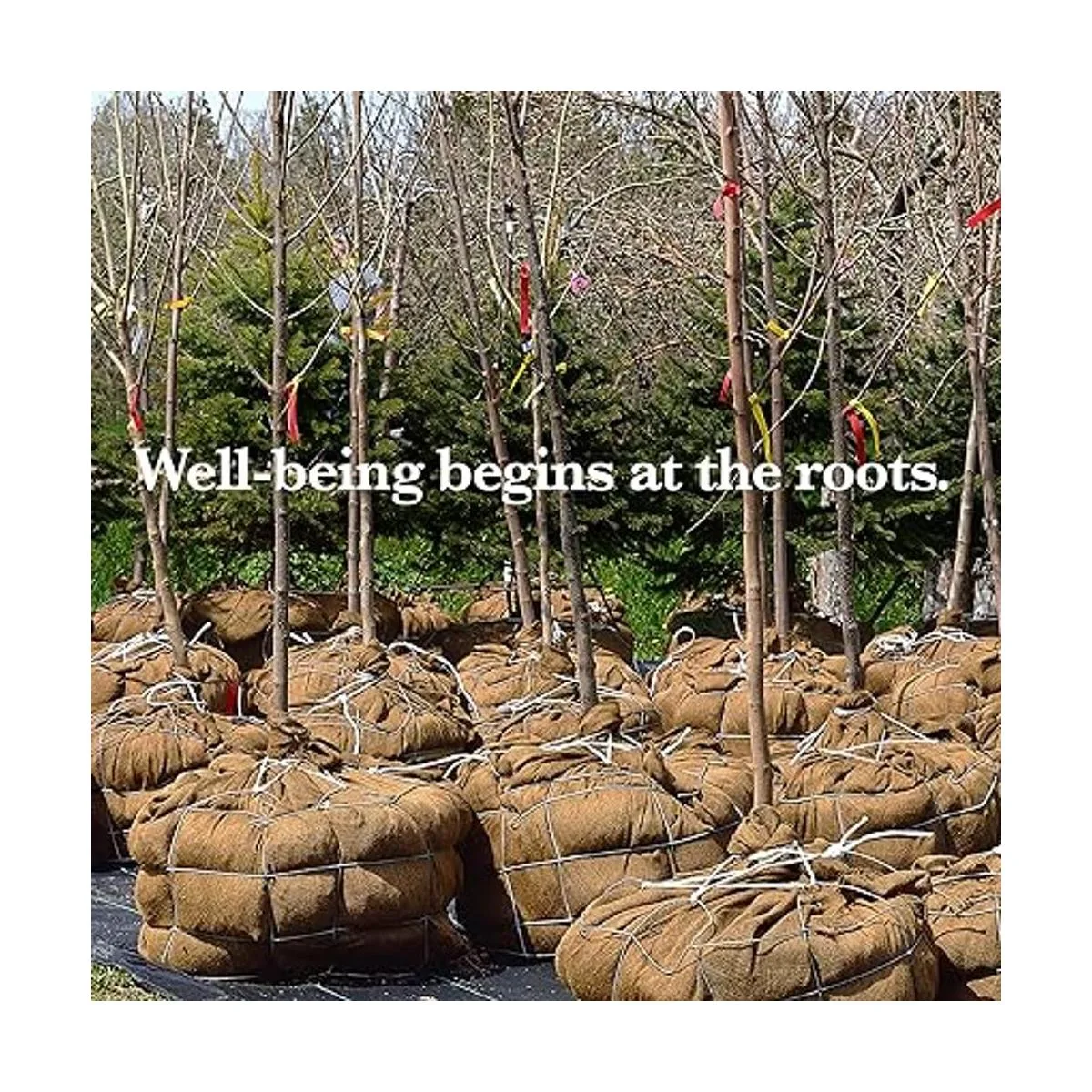 Burloptuous Rollo de arpillera de jardinería de 40 x 15_5