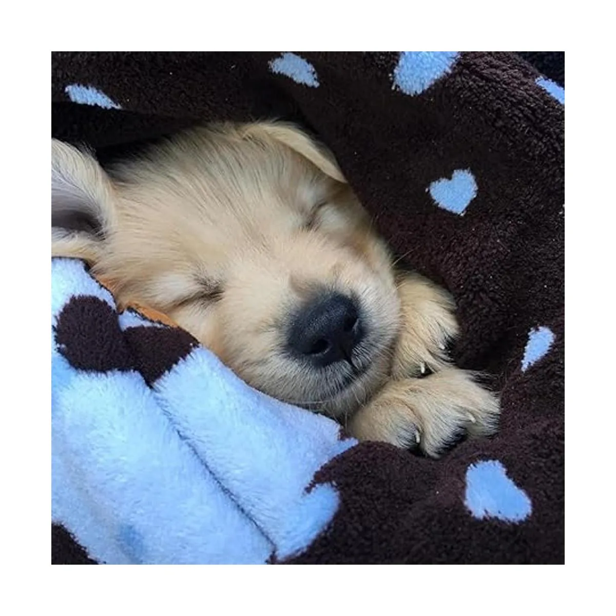 Snuggle Puppy Kit de iniciación para cachorros_6