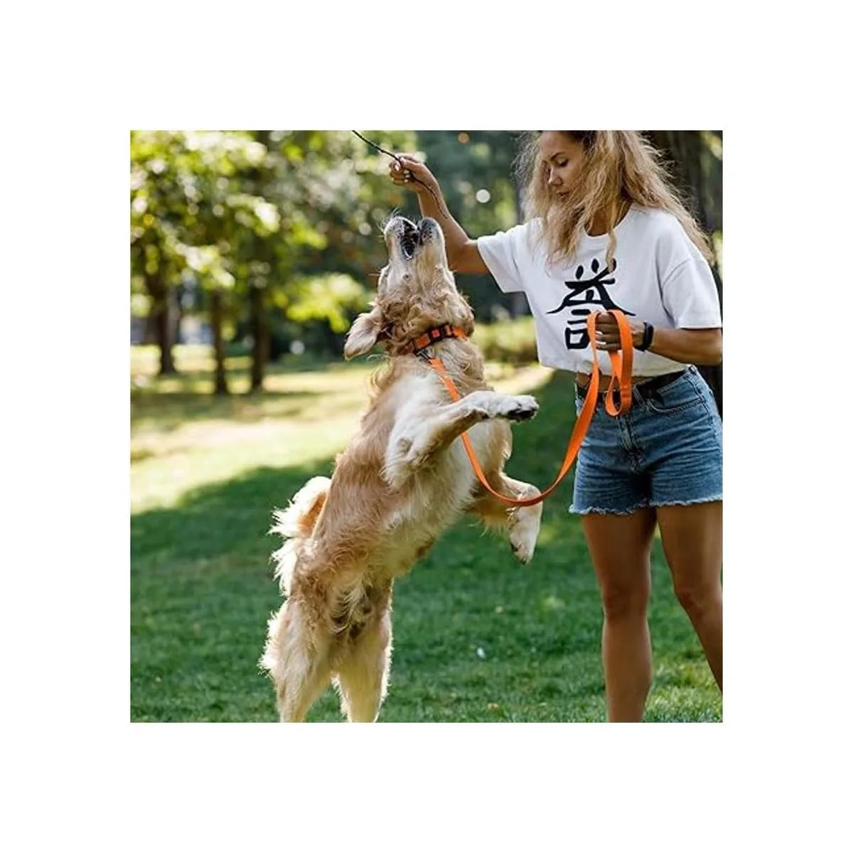 CollarDirect Collar de seguridad reflejante para perro_2