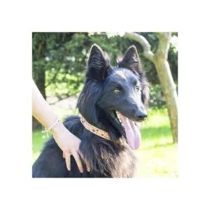 Pettsie collar de perro a juego y pulsera de amistad para_4