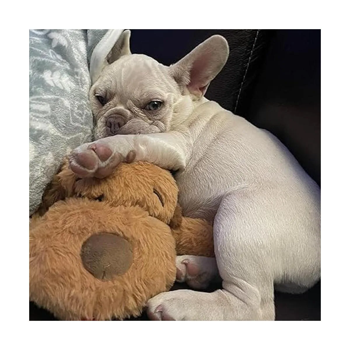 Snuggle Puppy Kit de iniciación para cachorros_2