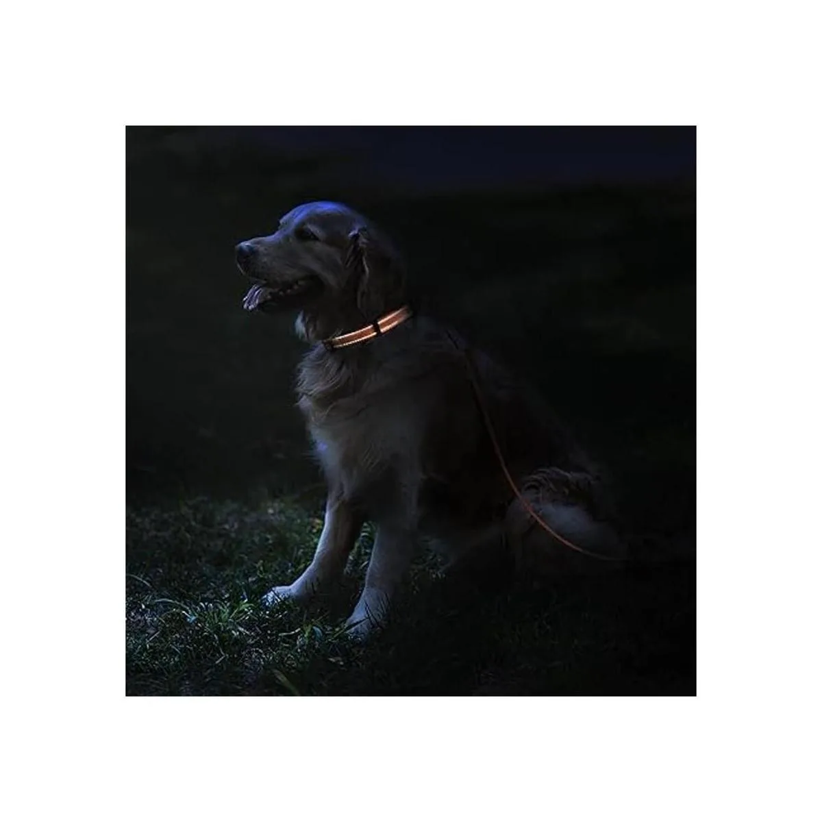 CollarDirect Collar de seguridad reflejante para perro_3