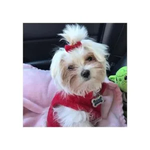 Chenkou Craft Cinta pura para el pelo de perro Yorkie con_7