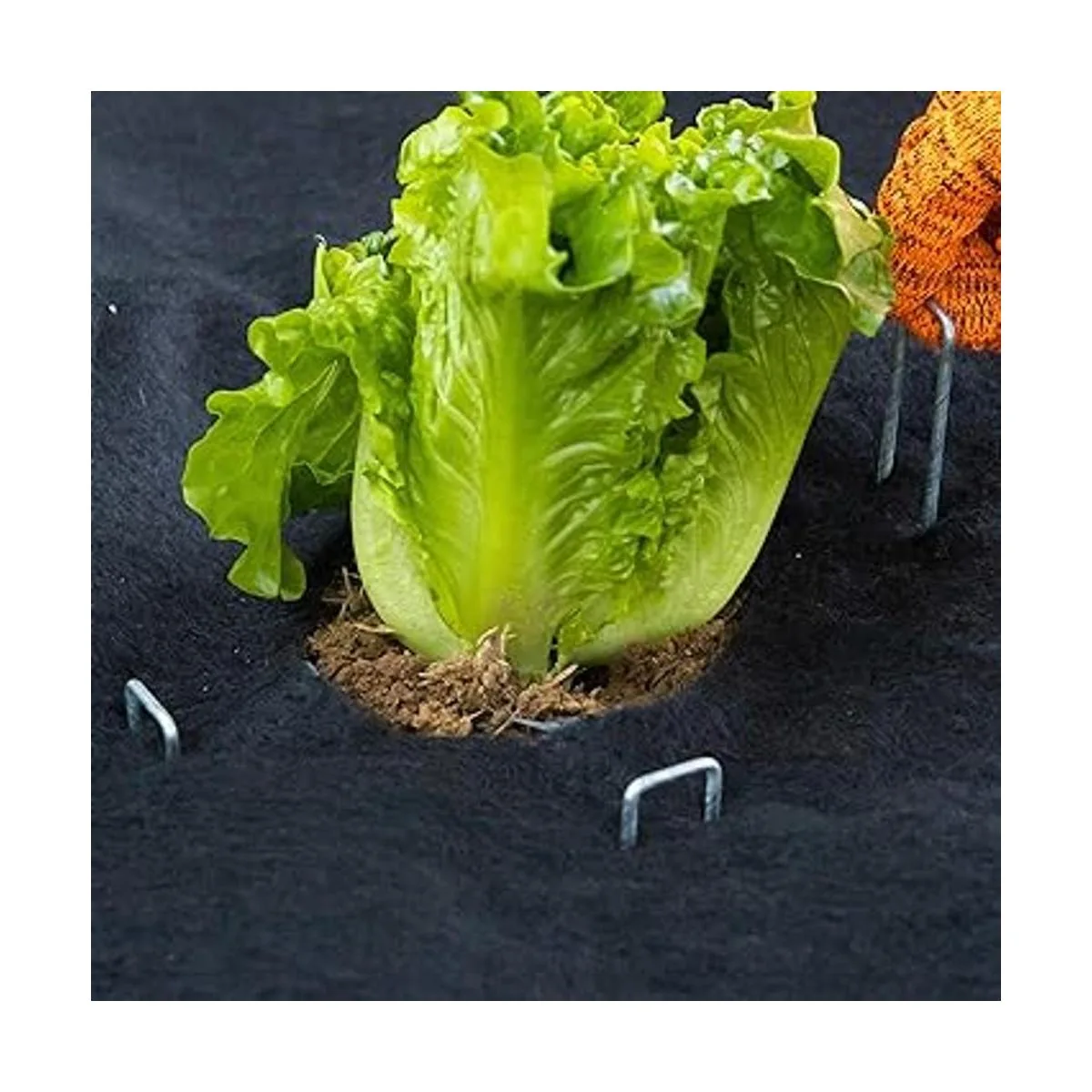 Amagabeli Estacas de jardín galvanizadas de 6 pulgadas_5