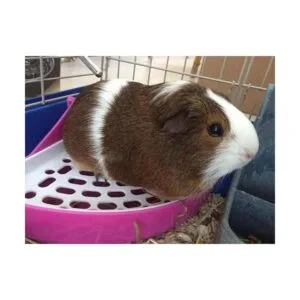 Hipoety Bandeja para inodoro de mascotas tamaño pequeño_5