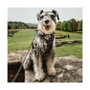 Paquete de 2 campanas colgantes de latón estilo vintage de_5