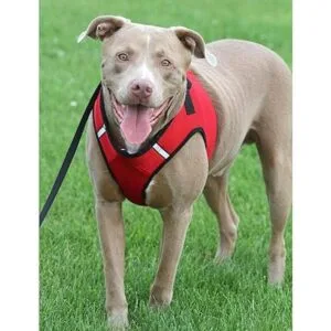 The Worthy Arnés con diseño de patrón con malla_3