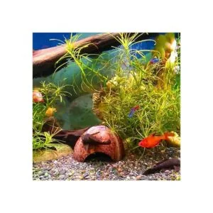 PIVBY Hidropajos de coco herradura de cangrejo natural_5